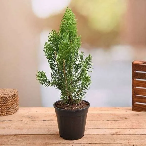 Oriental_Thuja_Plant_(Hybrid,_Pack_of_1)