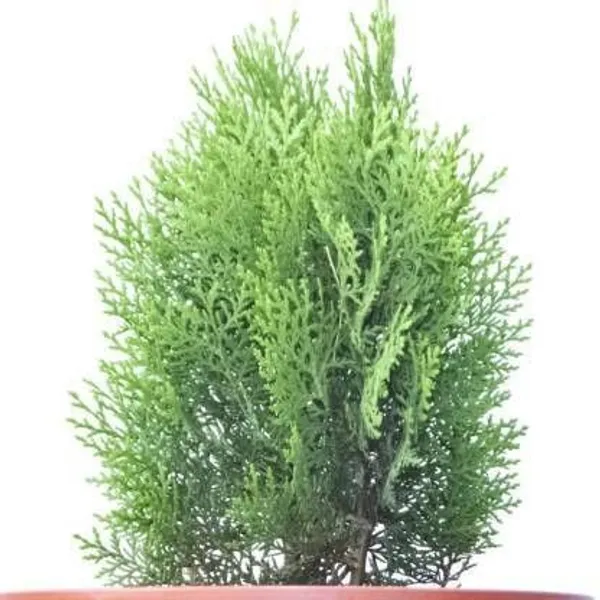 Platycladus/Morpankhi_Plant_(Hybrid,_Pack_of_1)