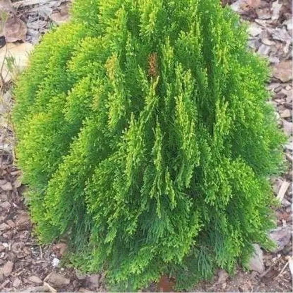 Platycladus/Morpankhi_Plant_(Hybrid,_Pack_of_1)