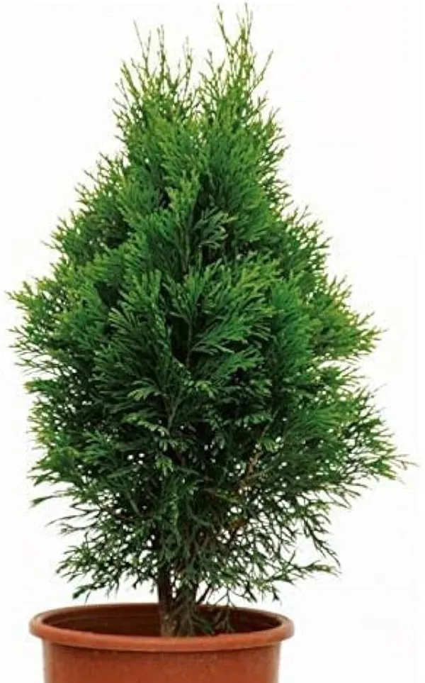 Platycladus/Morpankhi_Plant_(Hybrid,_Pack_of_1)