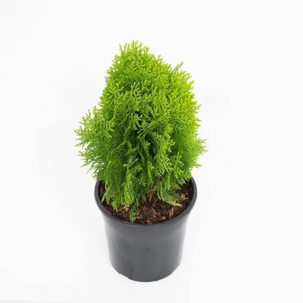 Platycladus/Morpankhi_Plant_(Hybrid,_Pack_of_1)