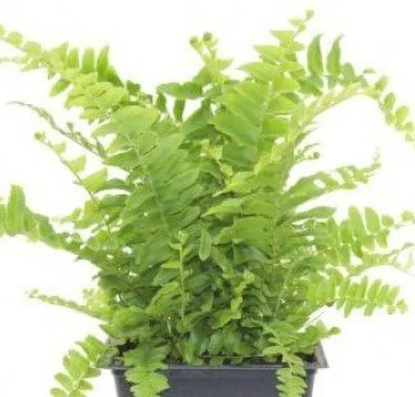 Platycladus/Morpankhi_Plant_(Hybrid,_Pack_of_1)