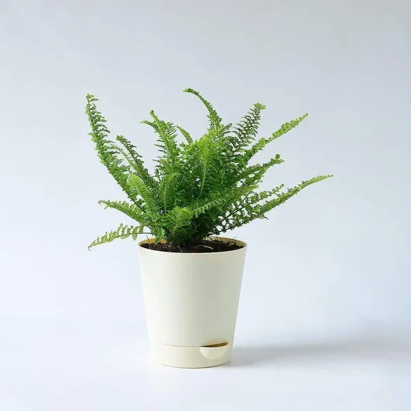 Platycladus/Morpankhi_Plant_(Hybrid,_Pack_of_1)