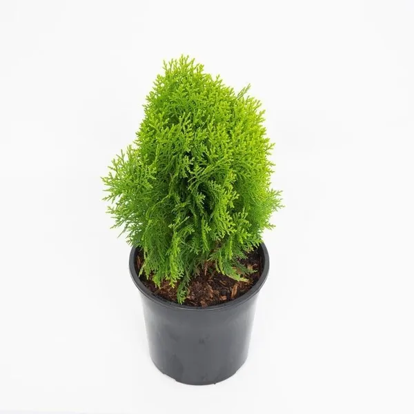 Platycladus/Morpankhi_Plant_(Hybrid,_Pack_of_1)