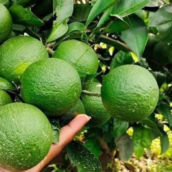 Lemon_Plant_(Hybrid,_Pack_of_1)