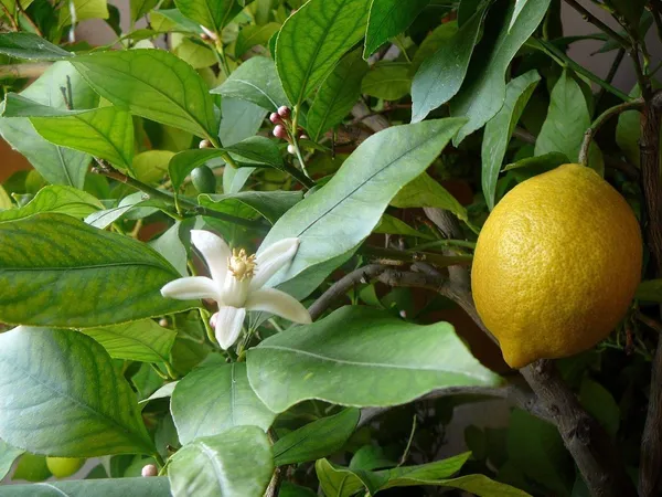 Lemon_Plant_(Hybrid,_Pack_of_1)