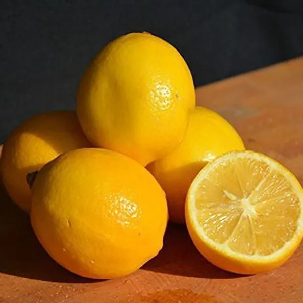 Lemon_Plant_(Hybrid,_Pack_of_1)