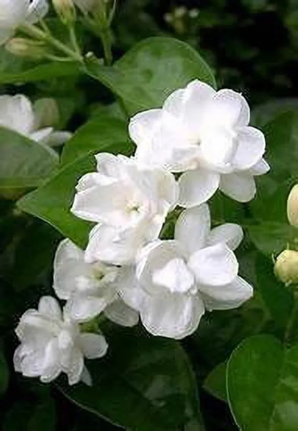 Jasmine_Plant_(Hybrid,_Pack_of_1)