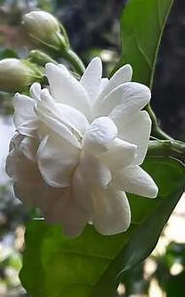 Jasmine_Plant_(Hybrid,_Pack_of_1)