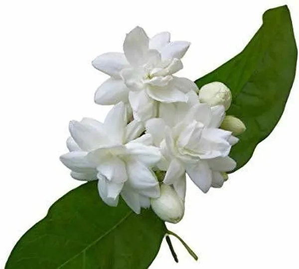 Jasmine_Plant_(Hybrid,_Pack_of_1)