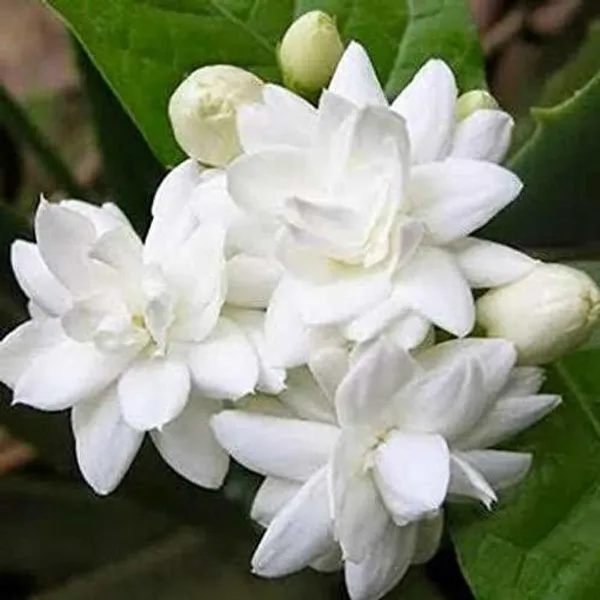 Jasmine_Plant_(Hybrid,_Pack_of_1)