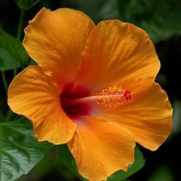 Hibiscus_Plant_(Hybrid,_Pack_of_1)
