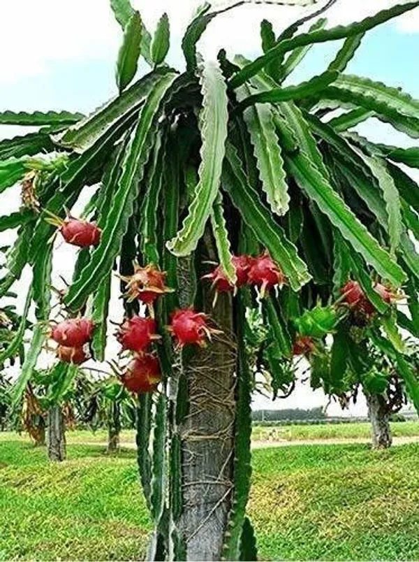 Dragon_Tree_(Hybrid,_Pack_of_1)