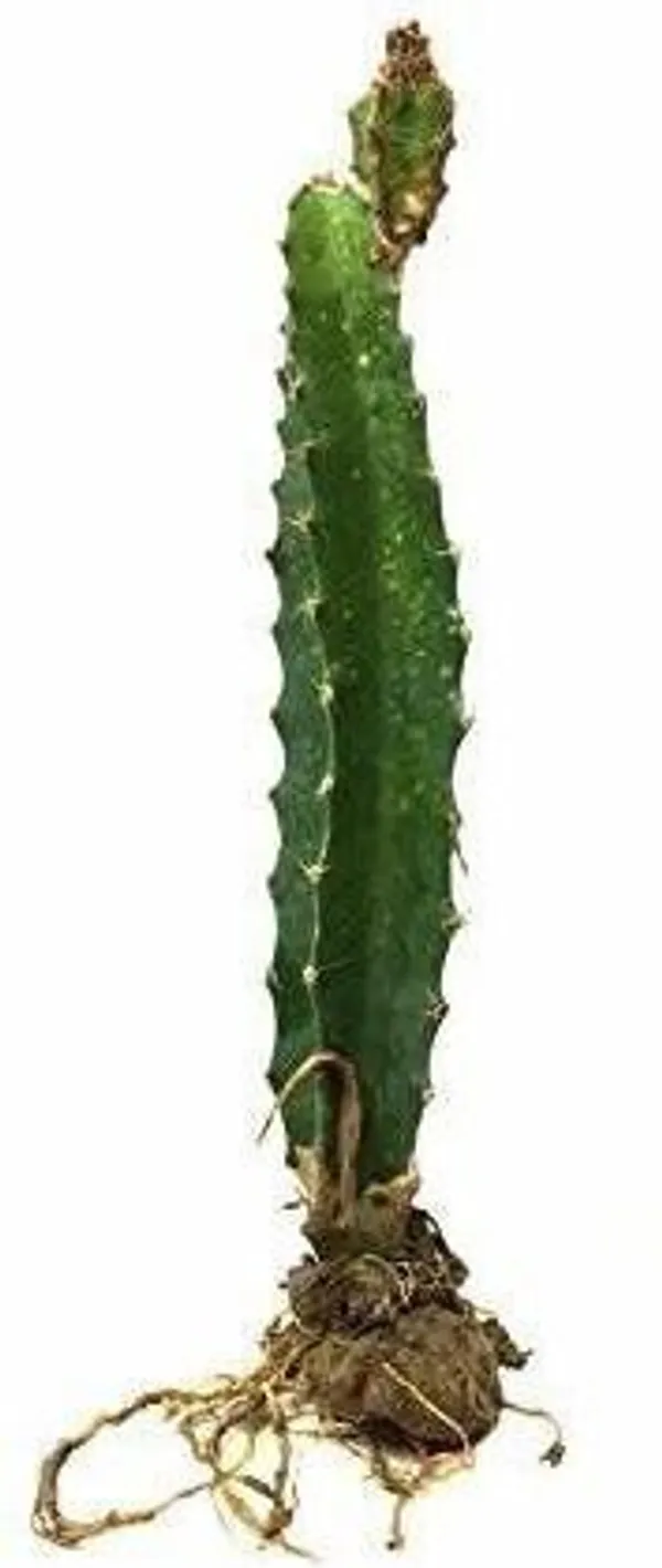 Dragon_Tree_(Hybrid,_Pack_of_1)