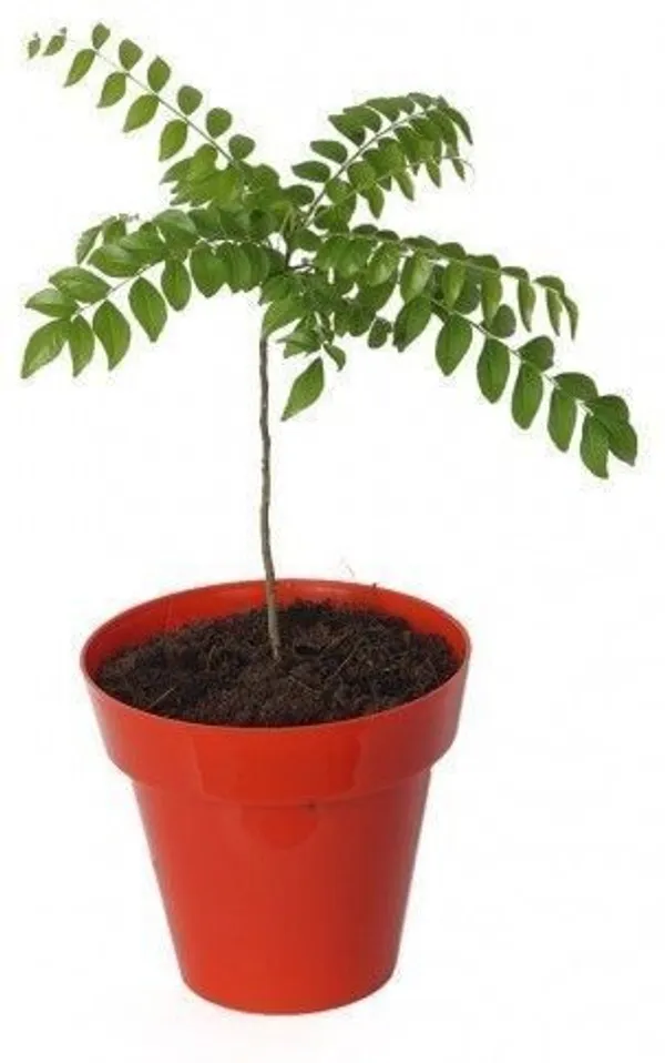 Curry_Leaf_Plant_(Hybrid,_Pack_of_1)