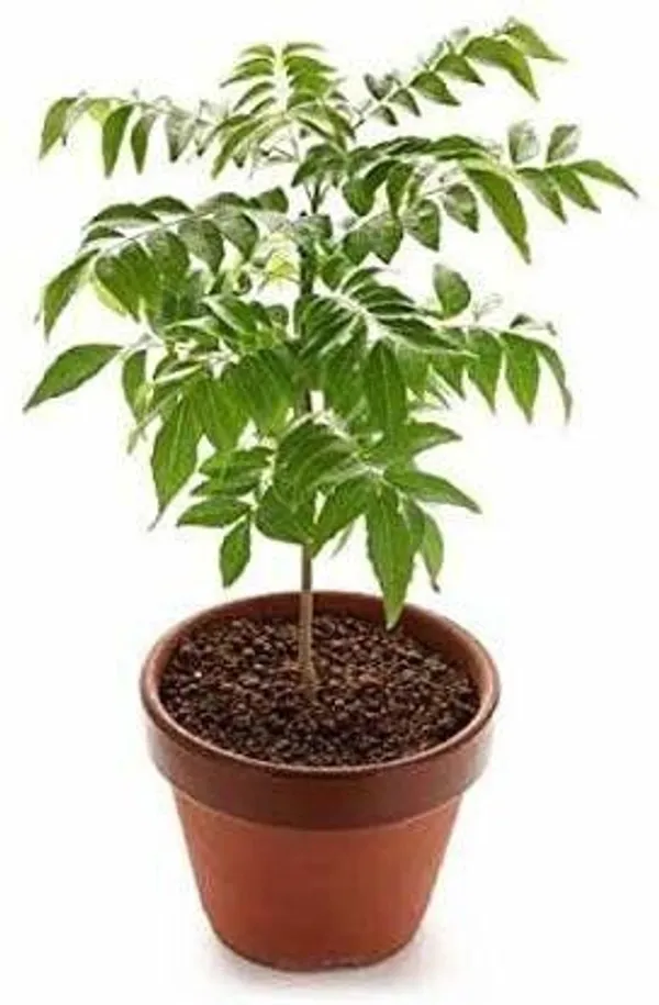 Neem_Plant_(Hybrid,_Pack_of_1)