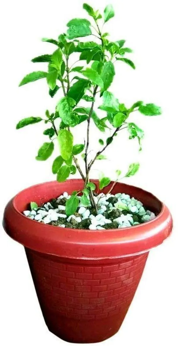 Tulsi_Plant_(Hybrid,_Pack_of_1)