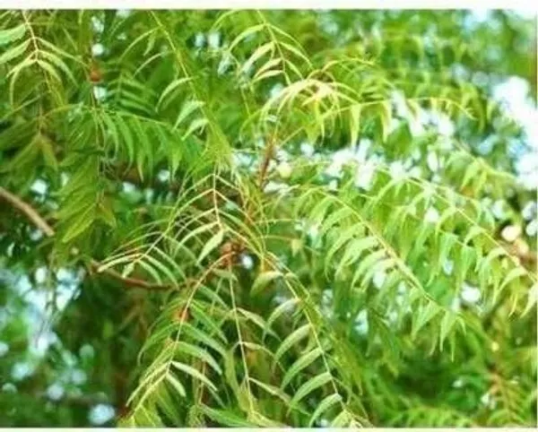 Neem_Plant_(Hybrid,_Pack_of_1)
