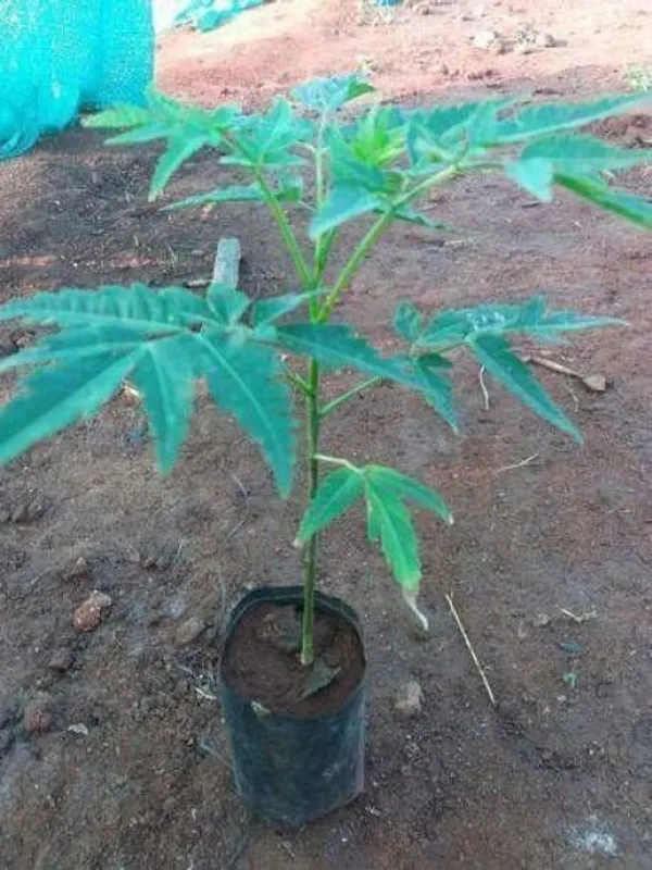 Neem_Plant_(Hybrid,_Pack_of_1)
