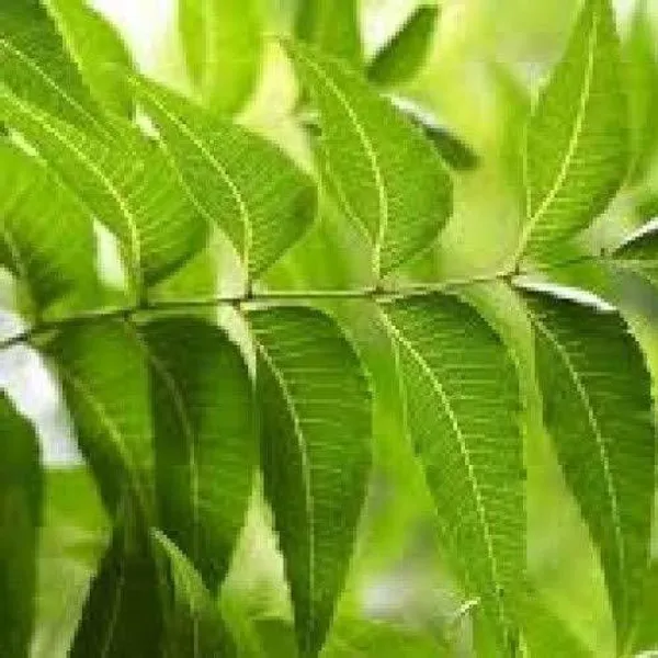 Neem_Plant_(Hybrid,_Pack_of_1)
