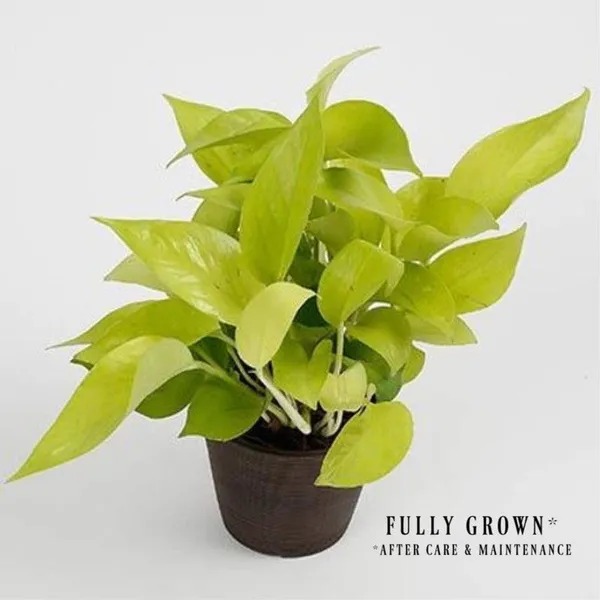 Money_Plant_(Hybrid,_Pack_of_1)
