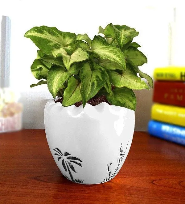 Syngonium_Plant_(Hybrid,_Pack_of_1)