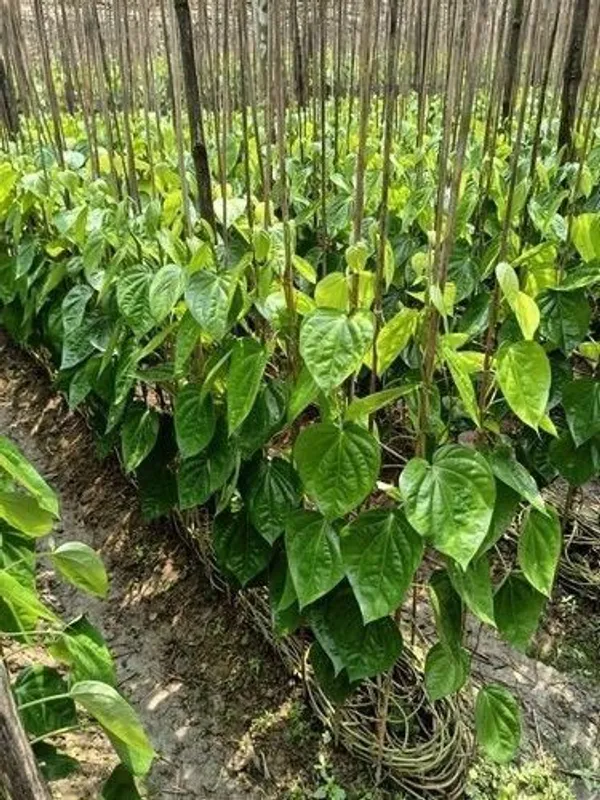 Betel_Leaf_Plant_(Hybrid,_Pack_of_1)