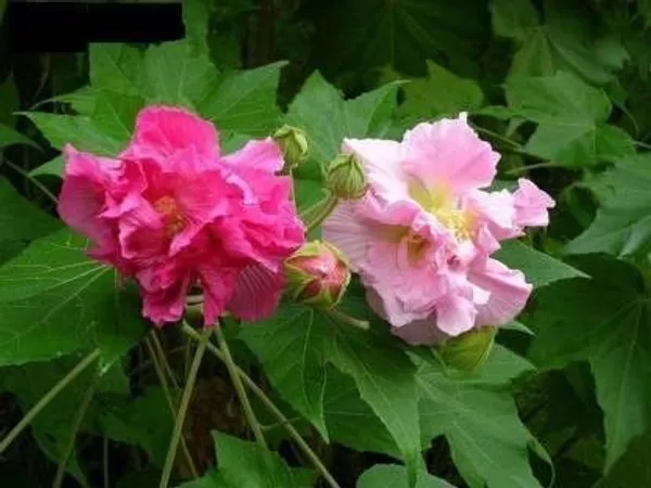 Lotus_Plant_(Hybrid,_Pack_of_1)