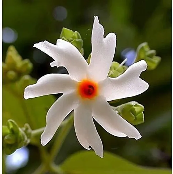 Night_Bloom_Jasmine_Plant_(Hybrid,_Pack_of_1)