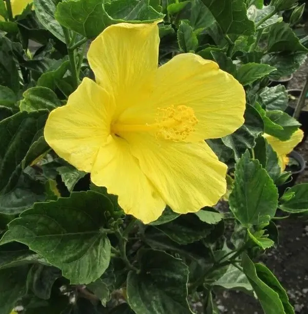 Hibiscus_Plant_(Hybrid,_Pack_of_1)
