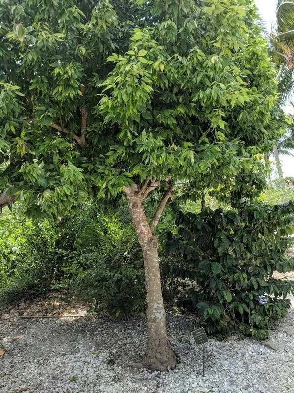Cinnamon_Plant_(Hybrid,_Pack_of_1)