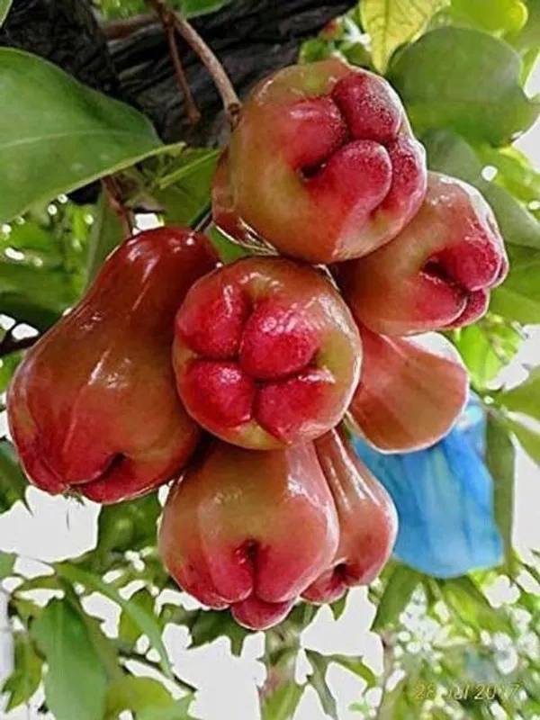 Custard_Apple_Plant_(Hybrid,_Pack_of_1)