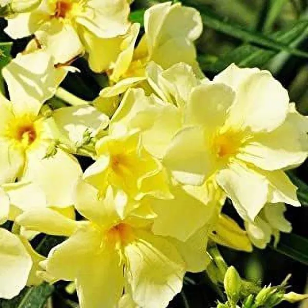 Kaner_Plant_(Hybrid,_Pack_of_1)