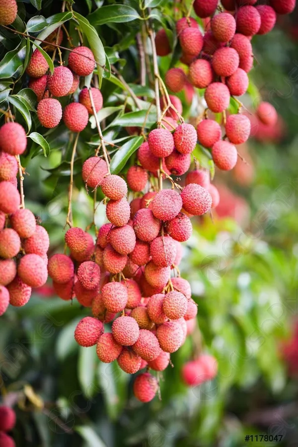 Litchi_Plant_(Hybrid,_Pack_of_1)