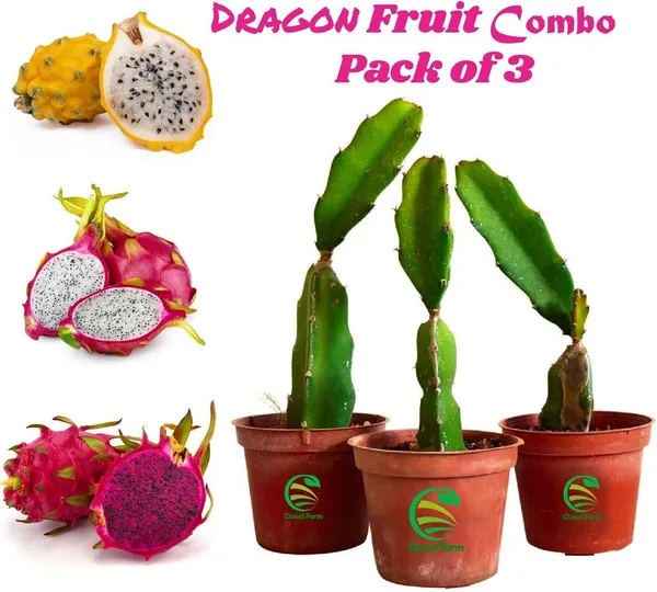 Dragon_Tree_(Hybrid,_Pack_of_1)