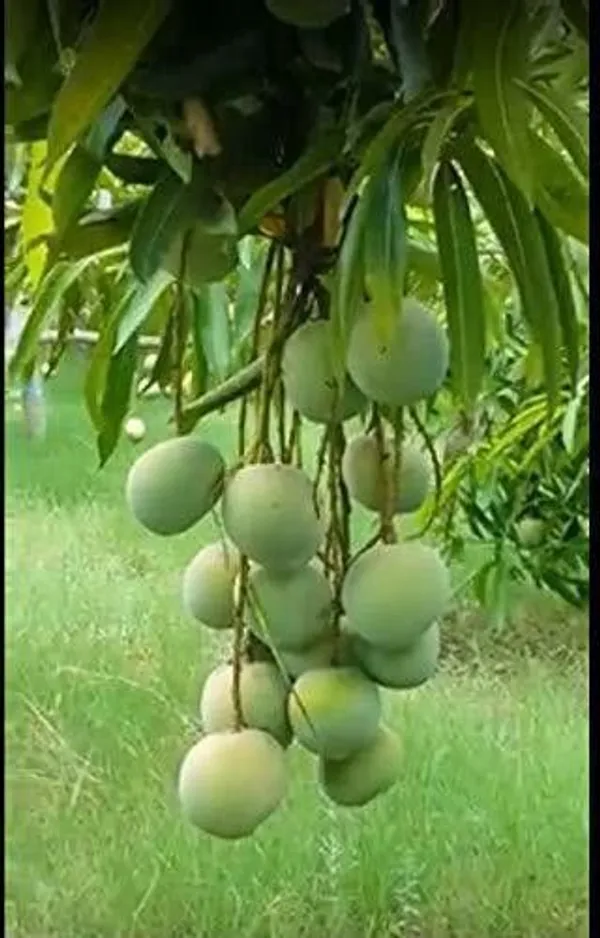Mango_Plant_(Hybrid,_Pack_of_1)