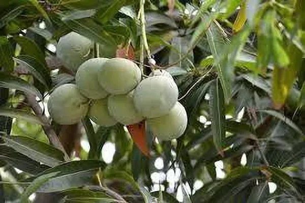 Mango_Plant_(Hybrid,_Pack_of_1)