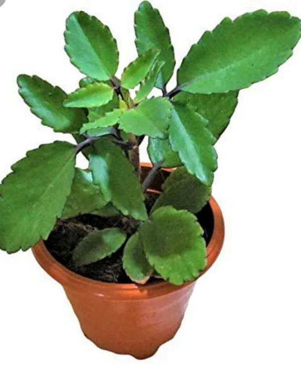Bryophyllum_Pinnatum/Patharchatta_Plant_(Hybrid,_Pack_of_1)