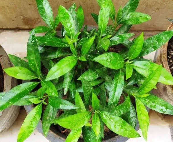ZZ_Plant_(Hybrid,_Pack_of_1)