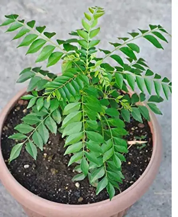 Curry_Leaf_Plant_(Hybrid,_Pack_of_1)