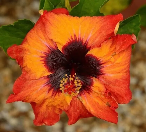 Hibiscus_Plant_(Hybrid,_Pack_of_1)