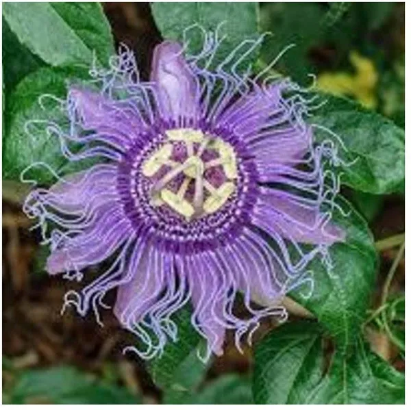 Passion_Plant_(Hybrid,_Pack_of_1)