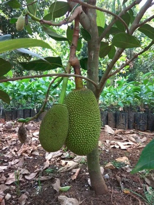 Jackfruit_Plant_(Hybrid,_Pack_of_1)