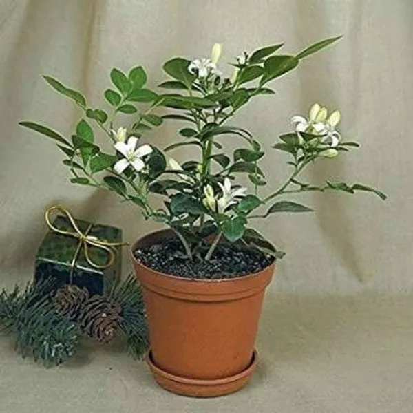 Jasmine_Plant_(Hybrid,_Pack_of_1)