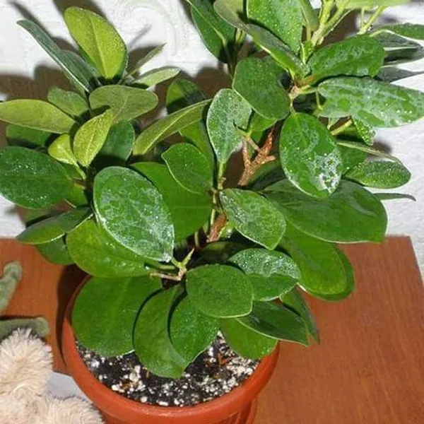Ficus_Plant_(Hybrid,_Pack_of_1)
