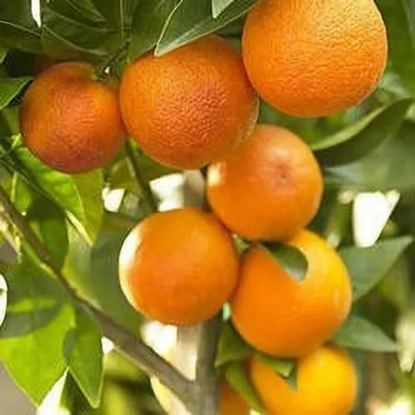 Orange_Plant_(Hybrid,_Pack_of_1)