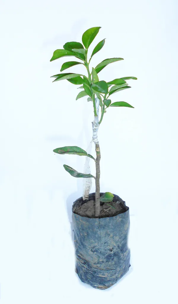Orange_Plant_(Hybrid,_Pack_of_1)