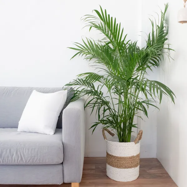 Areca_Palm_(Hybrid,_Pack_of_1)