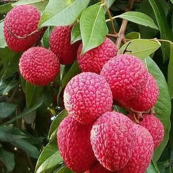 Litchi_Plant_(Hybrid,_Pack_of_1)
