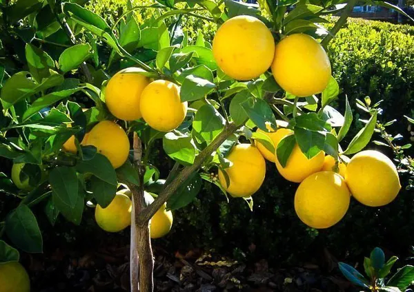 Lemon_Plant_(Hybrid,_Pack_of_1)